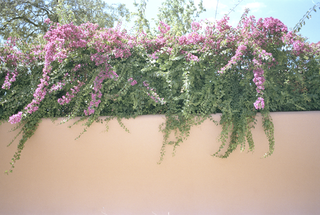 pink flowers falling from a pink wall captured in film